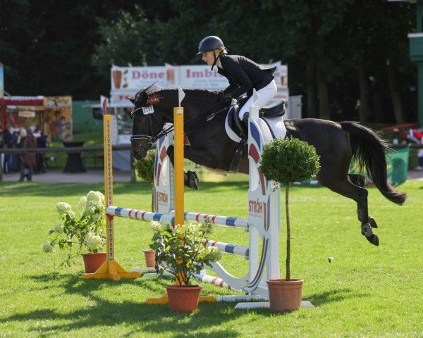 Springpferd Paulina 62 (Deutsches Reitpony, 2014, von Destino R)