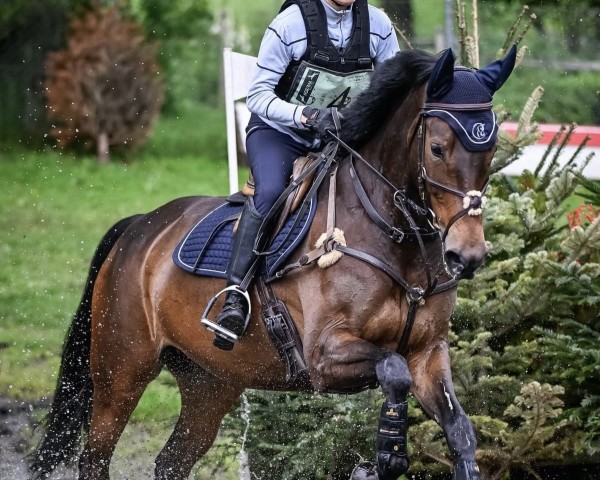 jumper Hot Rod (Württemberger, 2017, from Hickstead White)