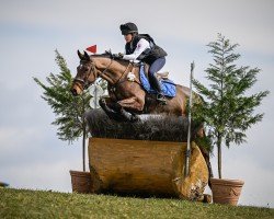 Springpferd Heritage Stellor Laccato (Irish Sport Horse, 2016)