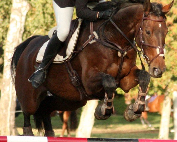 jumper Harrison B (Irish Sport Horse, 1997, from Bergerac)