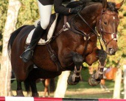 jumper Harrison B (Irish Sport Horse, 1997, from Bergerac)