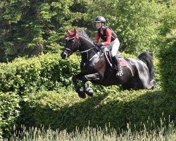 Springpferd CSF HI Spec (Irish Sport Horse, 2009, von Ars Vivendi)