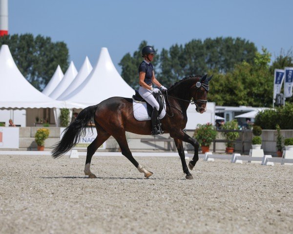 dressage horse Rheingold 52 (Holsteiner, 2017, from Rock Forever NRW)