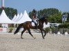 dressage horse Rheingold 52 (Holsteiner, 2017, from Rock Forever NRW)