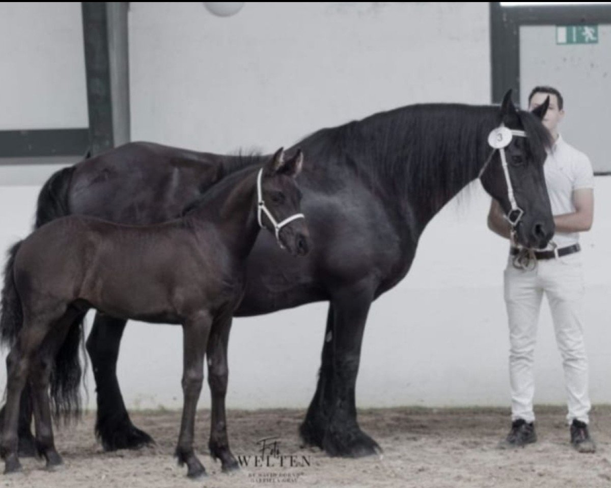 horse Xanthos K.D. (Friese, 2023, from Thomas G.T.)