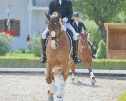 dressage horse Emiliano H.E. (German Sport Horse, 2019, from Escolar)