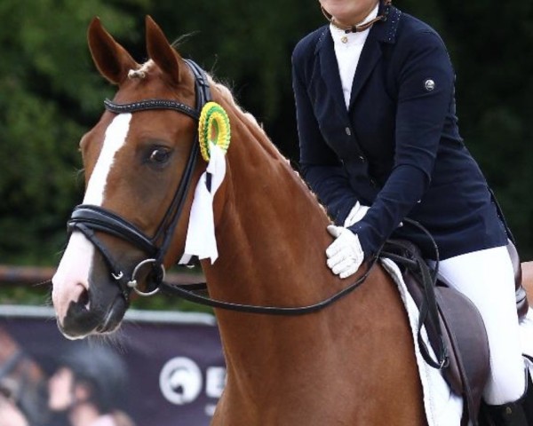 dressage horse Dimagica 4 (Westphalian, 2019, from Diamond Deluxe 3)