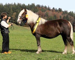 Zuchtstute Feine Wälderin (Schwarzwälder Kaltblut, 2019, von Wilano)