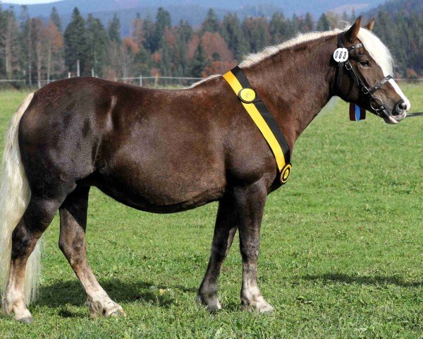 broodmare Feine Wälderin (Black Forest Horse, 2019, from Wilano)