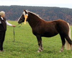 horse Feine Rosella (Black Forest Horse, 2022, from Roter Milan)