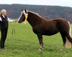 horse Feine Rosella (Black Forest Horse, 2022, from Roter Milan)