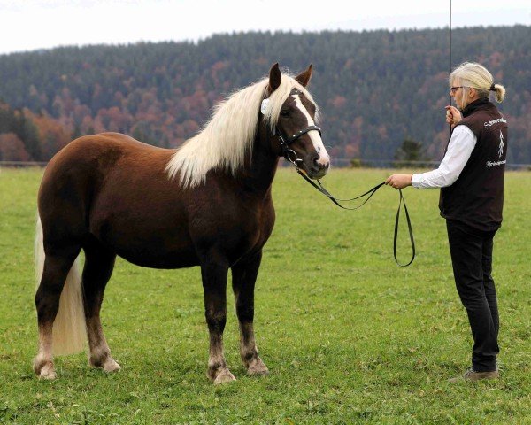 Pferd Feine Rosella (Schwarzwälder Kaltblut, 2022, von Roter Milan)