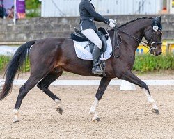 dressage horse Conquest of Paradise 21 (German Sport Horse, 2017, from Chubakko)