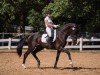 dressage horse Dosso Dossi 2 (Württemberger, 2005, from Daramis)