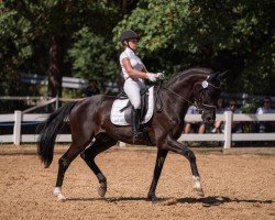 dressage horse Dosso Dossi 2 (Württemberger, 2005, from Daramis)