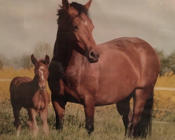 Zuchtstute Anouk (Oldenburger, 2008, von Boitano)