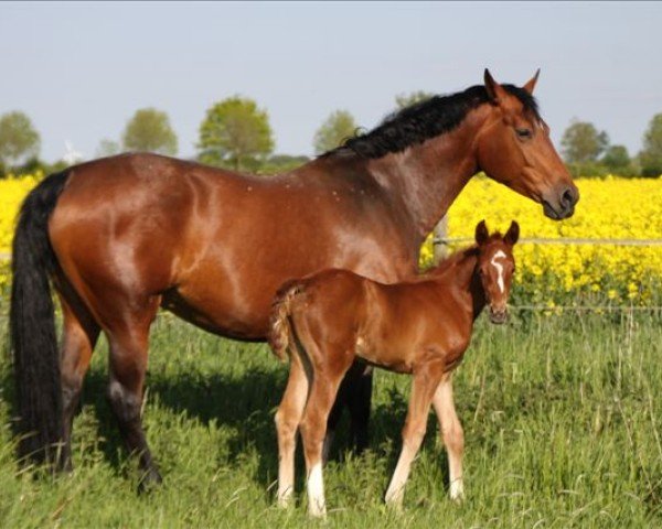 broodmare Anouk (Oldenburg, 2003, from Boitano)