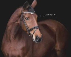 broodmare Rastelle (Hanoverian, 2003, from Rebel Z III)