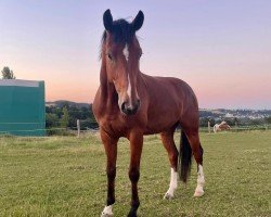 dressage horse Don Valentino (Hanoverian, 2018, from Vitalis)