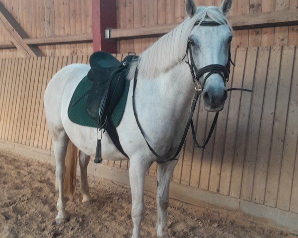 dressage horse Ballydanicl Lolly (Connemara Pony, 2013)