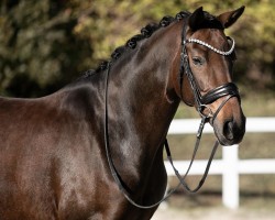 dressage horse Franziskus Smart one (Hanoverian, 2017, from Franziskus FRH)