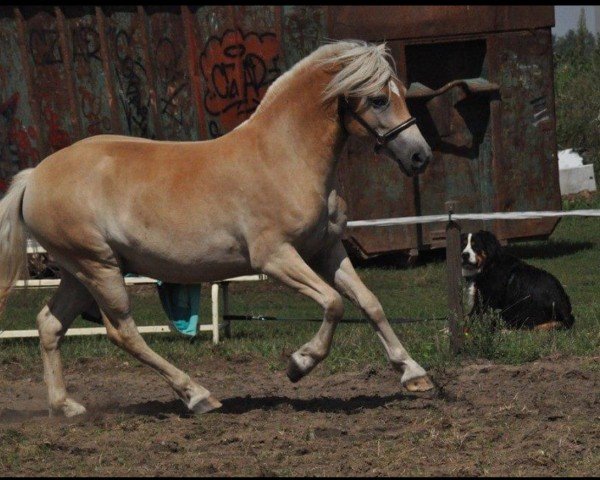 dressage horse Nero (Edelbluthaflinger, 2012, from Navy Blue)