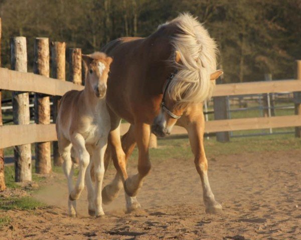 Zuchtstute Klarissa (Edelbluthaflinger, 2008, von Alibaba)