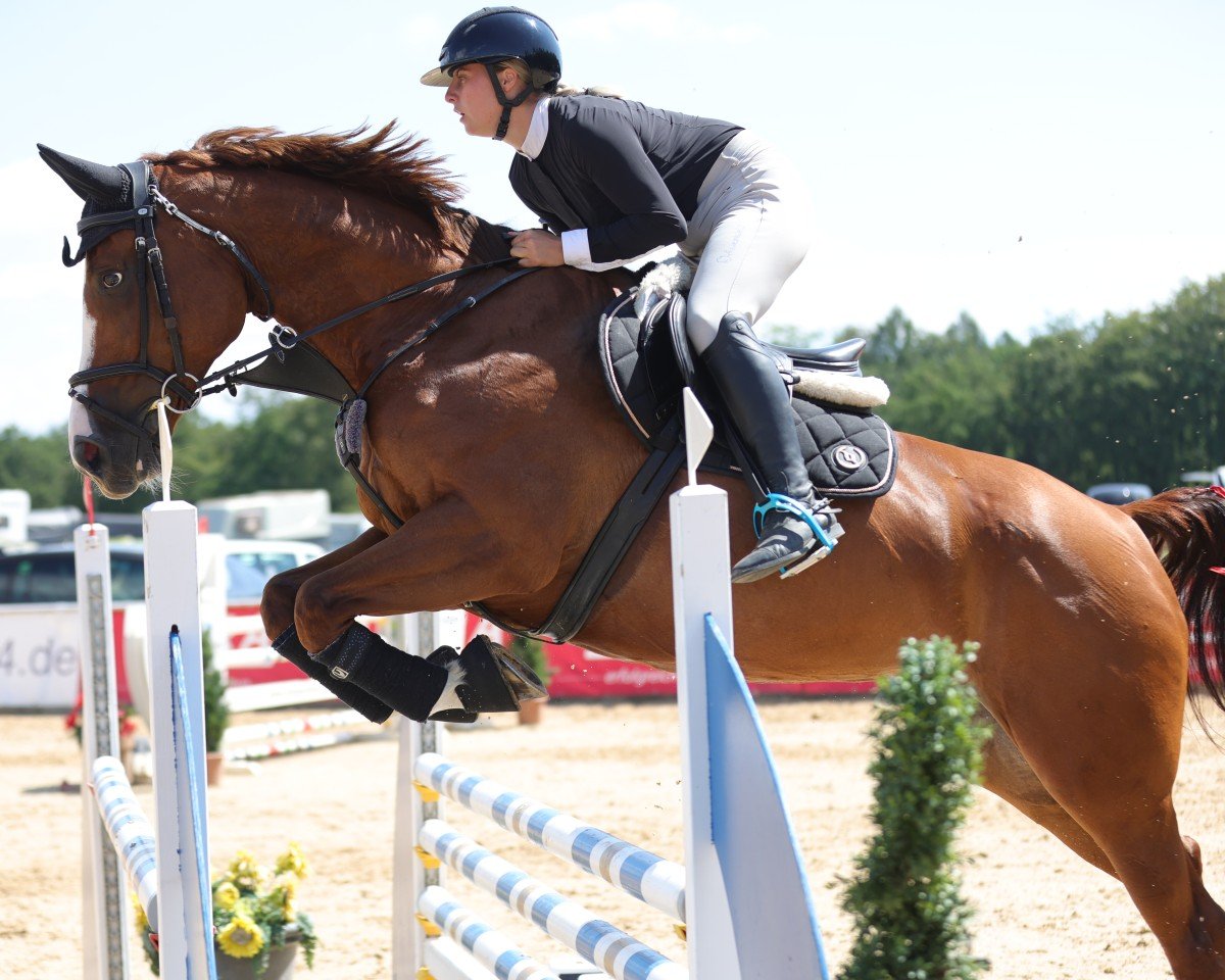 Springpferd Kenmimata (KWPN (Niederländisches Warmblut), 2015, von Van Schijndel's Rascin)