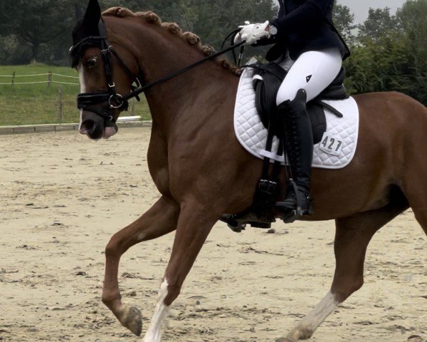 Dressurpferd Jokers Goldmarie (Deutsches Reitpony, 2020, von Jockers Golden Boy)