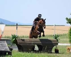 jumper Bernina Sh (Hanoverian, 2018, from Belissimo NRW)