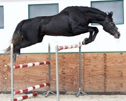 Pferd New Cornet Obolensky (Wielkopolska, 2017, von Cornet Obolensky)