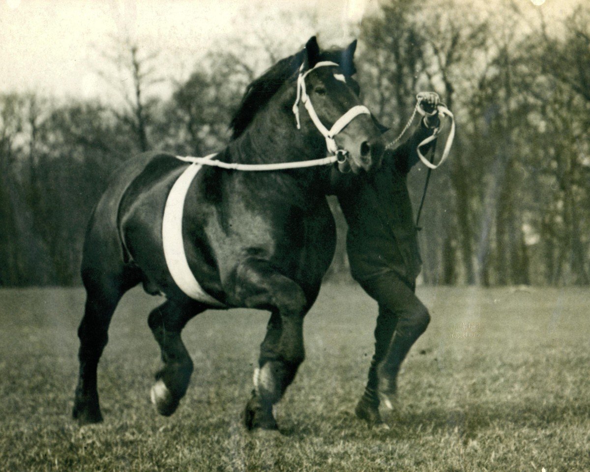Deckhengst Blücher RS 249 (Brabanter/Belgisches Kaltblut, 1906, von Barnum de Plancenoit BS 32254)
