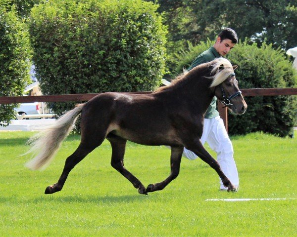 Pferd Jordan (Deutsches Classic Pony, 2014, von Jolly Grey von Clus)