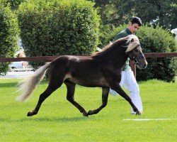 Pferd Jordan (Deutsches Classic Pony, 2014, von Jolly Grey von Clus)