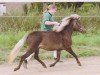 broodmare Bibiana (German Classic Pony, 2009, from Jolly Jumper vom Talhof)