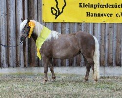 broodmare Brianna von Clus (German Classic Pony, 2020, from Jordan)