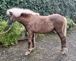 foal by Bonamia von Clus (German Classic Pony, 2024, from Kollin von Clus)