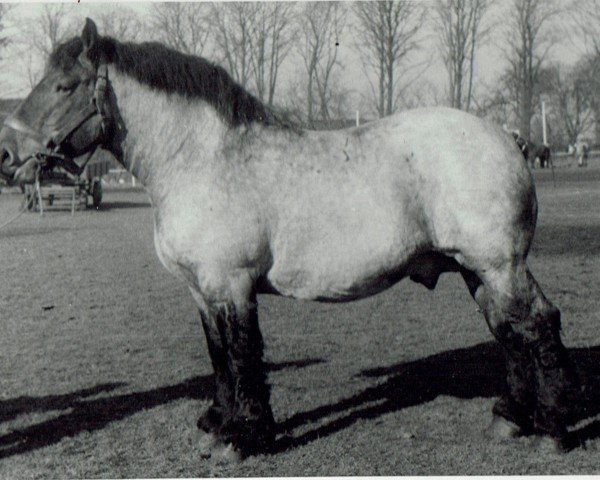 Pferd Avare de Dansonspenne (Brabanter/Belgisches Kaltblut, 1946, von Favori du Rat d'Eau)