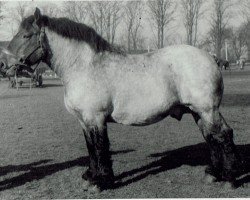 horse Avare de Dansonspenne (Brabant/Belgian draft horse, 1946, from Favori du Rat d'Eau)