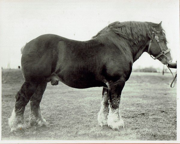 horse Axel (Rhenish-German Cold-Blood, 1930, from Protektor RS 892)