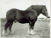 horse Axel (Rhenish-German Cold-Blood, 1930, from Protektor RS 892)