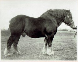 Pferd Axel (Rheinisch-Deutsches Kaltblut, 1930, von Protektor RS 892)