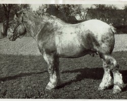 stallion Ahnherr RS 976 (Rhenish-German Cold-Blood, 1930, from Lothar III RS 651)