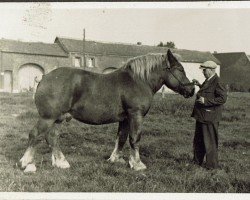 Pferd Alex (Rheinisch-Deutsches Kaltblut, 1939, von Alba von Riswick RS 981)