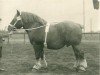 stallion Alba von Riswick RS 981 (Rhenish-German Cold-Blood, 1930, from Coran de Gibecq)