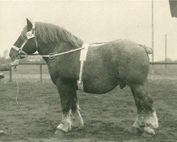 Deckhengst Alba von Riswick RS 981 (Rheinisch-Deutsches Kaltblut, 1930, von Coran de Gibecq)