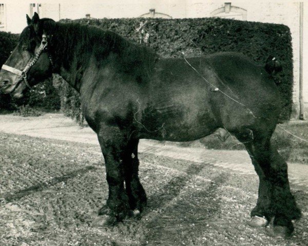 stallion Coran de Gibecq (Brabant/Belgian draft horse, 1924, from Albion d'Hor)