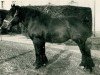 stallion Coran de Gibecq (Brabant/Belgian draft horse, 1924, from Albion d'Hor)