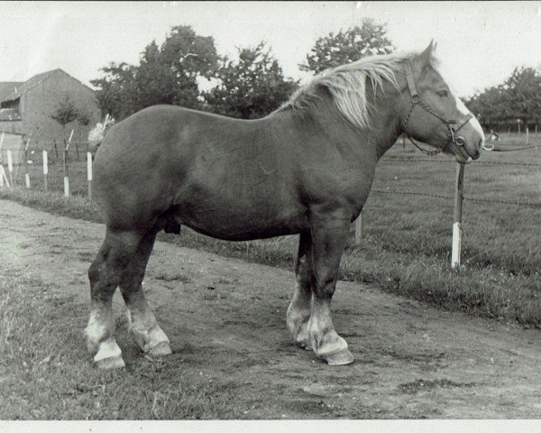 stallion Alarm (Rhenish-German Cold-Blood, 1939, from Albert von Schultenhof 974)