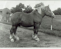 Deckhengst Alarm (Rheinisch-Deutsches Kaltblut, 1939, von Albert von Schultenhof 974)